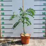 Albízia ružová (Albizia Julibrissin) ´TROPICAL DREAM´® - výška 30-50 cm, kont. C2L